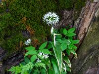 Bärlauchblüte und andere Gewächse vor bemoostem Baumstamm